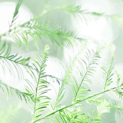 戒灵幻想bt版下载